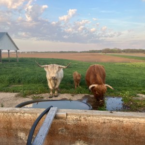 highland cattle - Image 1