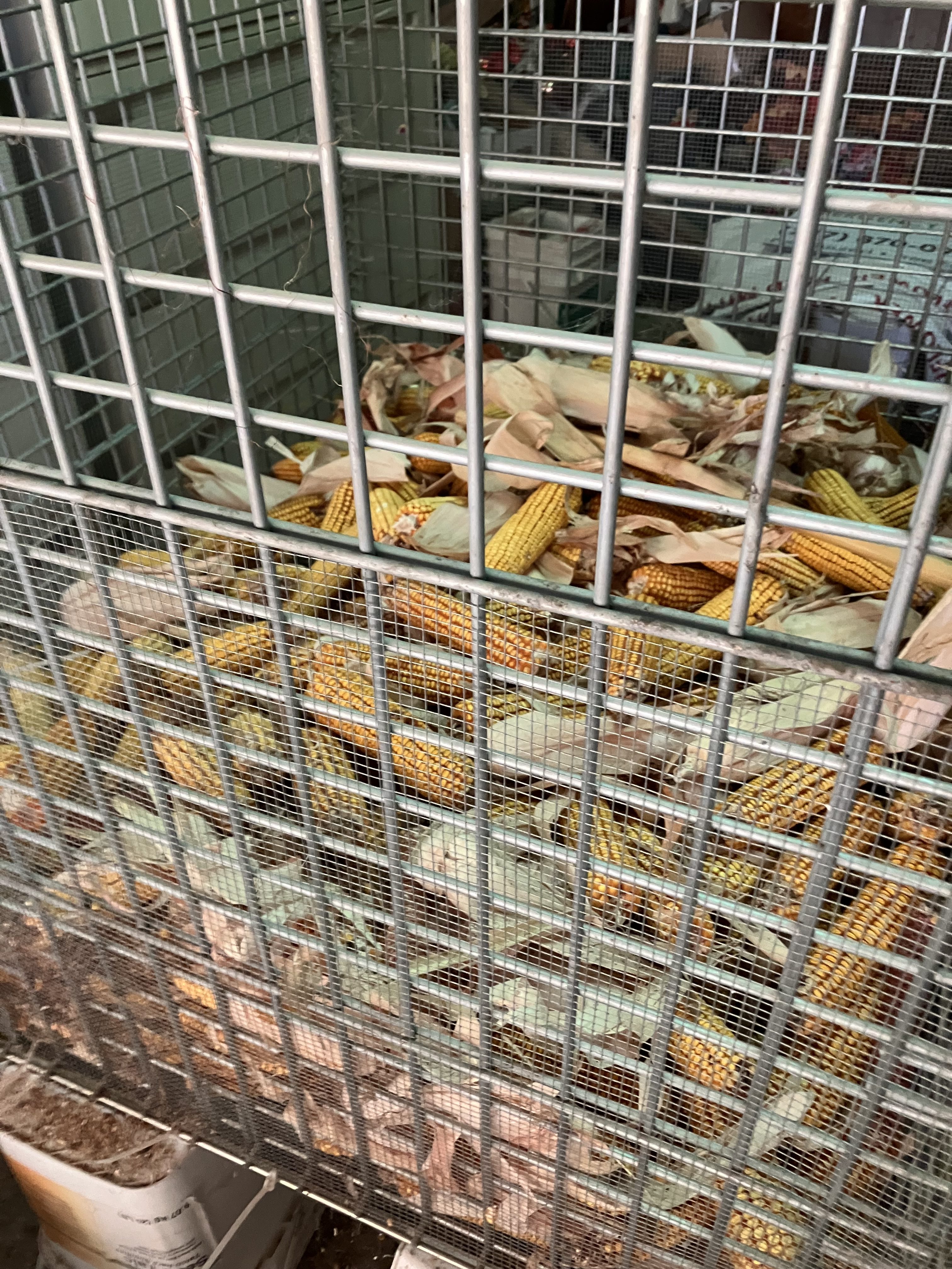 Open pollinated ear corn