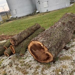 walnut logs