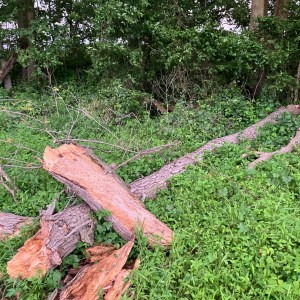 Firewood