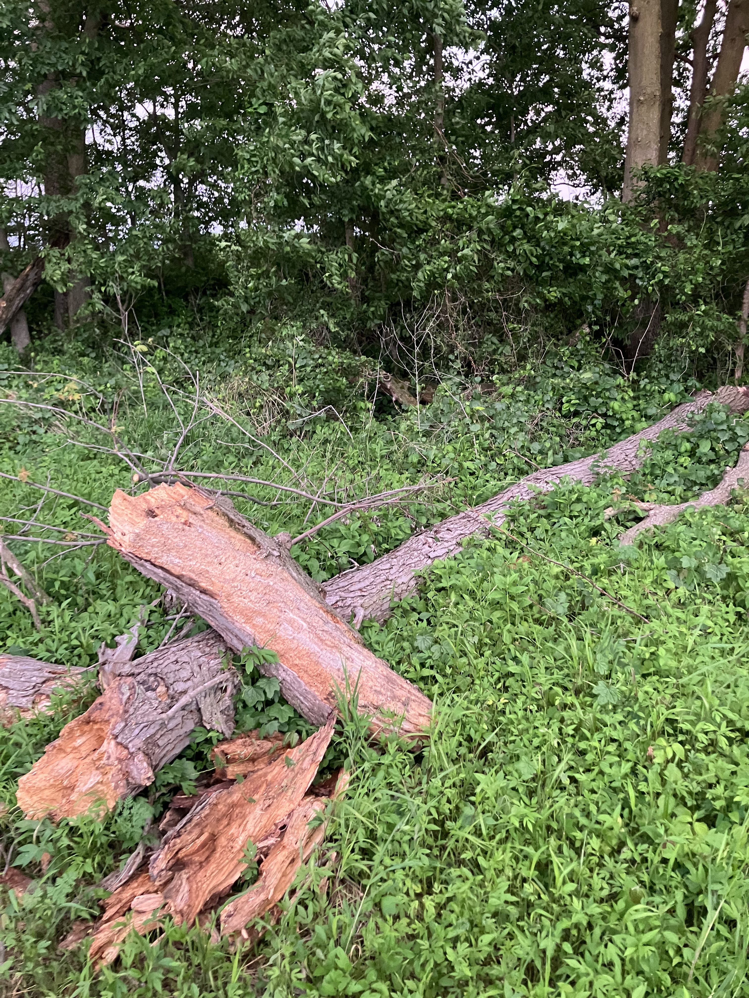 Firewood