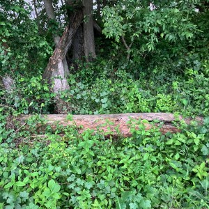 Firewood - Image 2