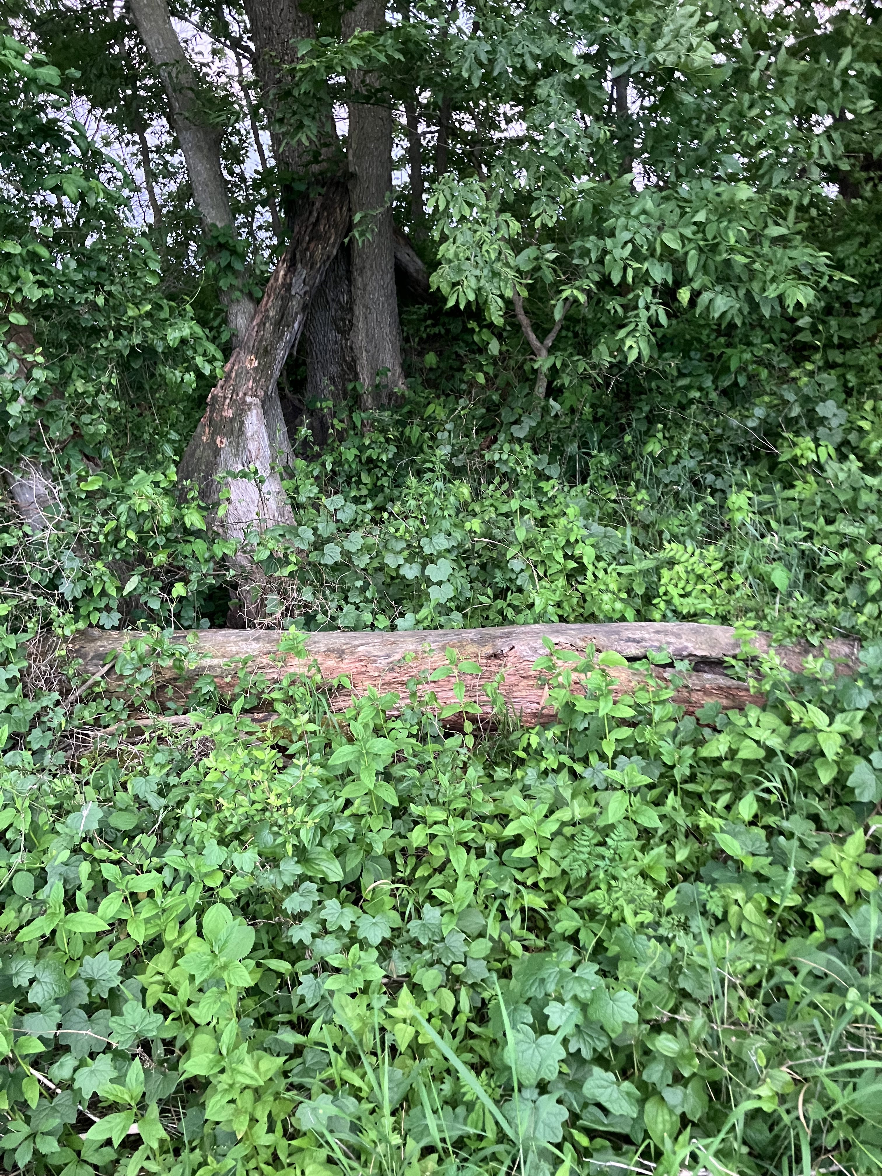Firewood