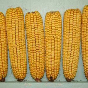 yellow ear corn
