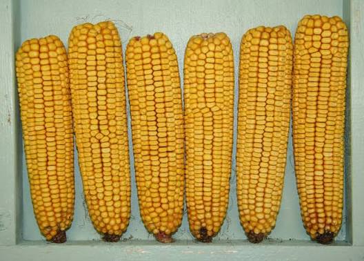 yellow ear corn